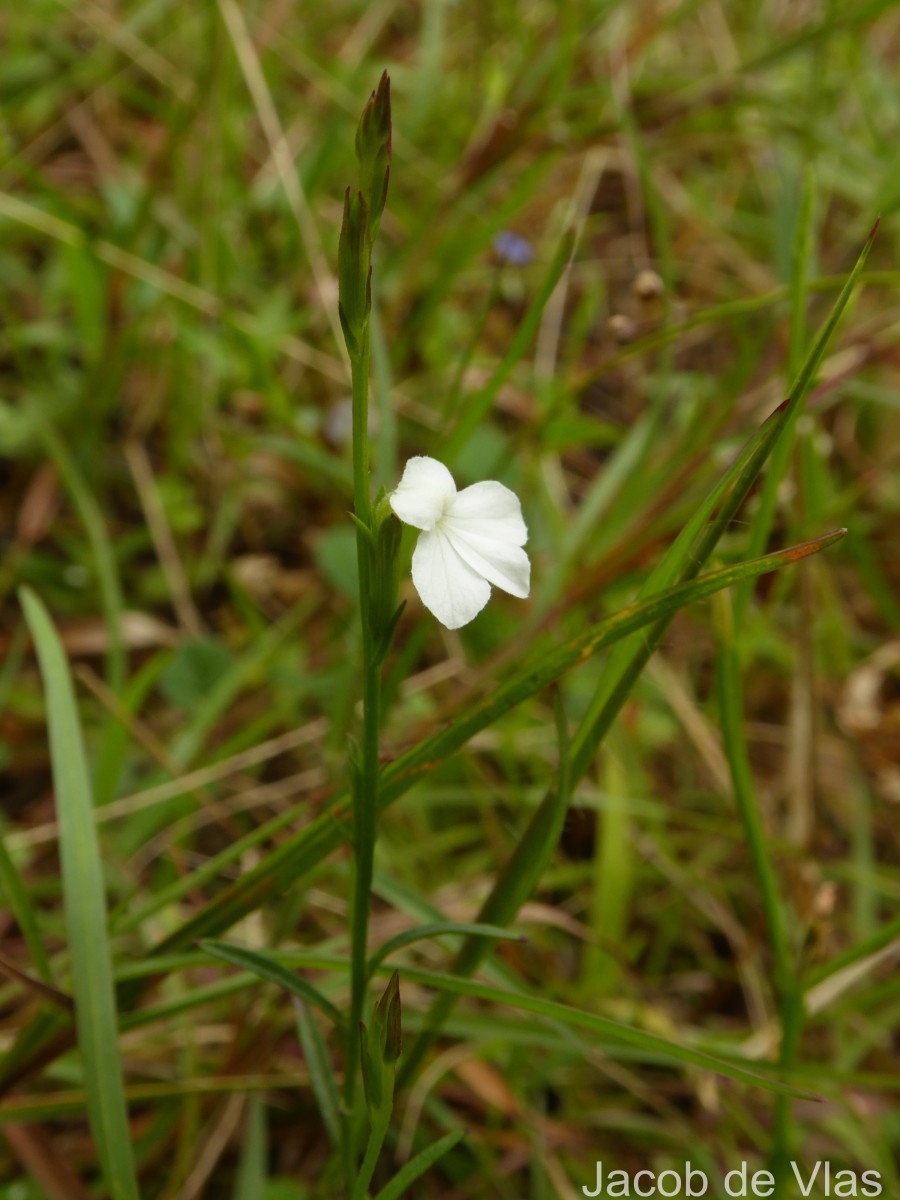 Striga angustifolia (D.Don) C.J.Saldanha